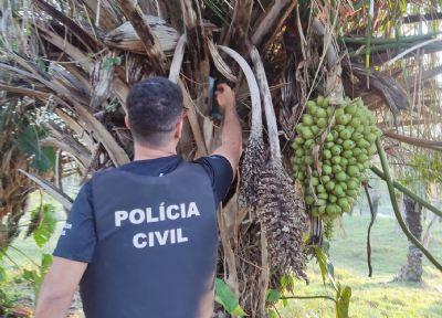 OPERAÇÃO POLICIAL: Polícia Civil apreende droga escondida em tronco de árvore no interior de MT