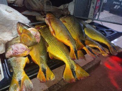 PESCA PREDATÓRIA: Batalhão Ambiental da PM apreende 35 quilos de Dourado em MT