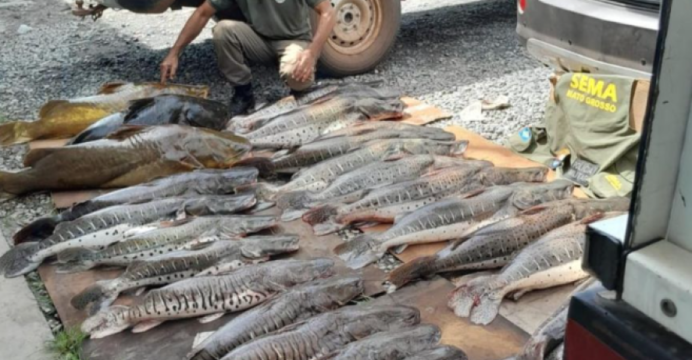 SEMA E PM APREENDEM JACARÉ E 371 QUILOS DE PESCADO ILEGAL