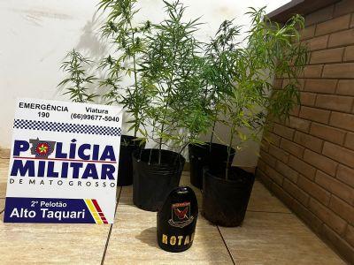 TRAFICANTE DE DROGAS: Trio é preso em flagrante por cultivar pés de maconha dentro de casa no interior de MT