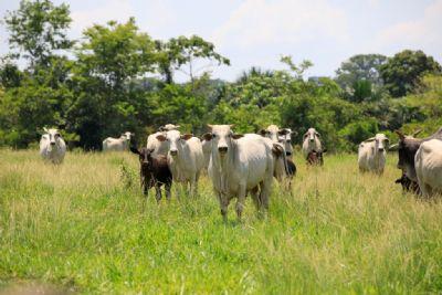 RECORDE HISTÓRICO: Mato Grosso registra recorde de abates de bovinos e exportações em abril de 2024