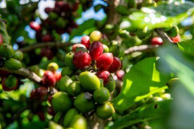 ROBUSTA AMAZÔNICO: Empaer e Seaf apresentam desempenho e qualidade de cafés adaptados para Mato Grosso