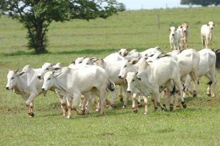 Mercado de boi gordo esboçou reação durante a semana