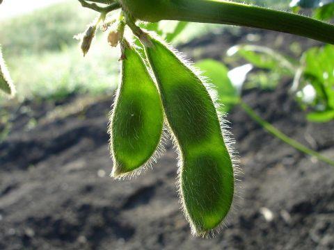 Ano de La Niña requer cultivar de soja específica para o Sul do país