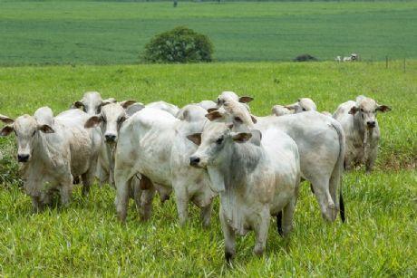 Boi: semana começa com lentidão e preços aquecidos no atacado