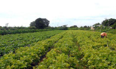 Boletim da Conab mostra efeito das chuvas de junho nas safras brasileiras