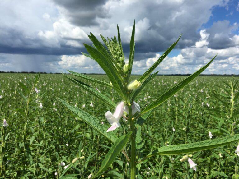 Canarana (MT) teria se tornado o maior produtor mundial de gergelim