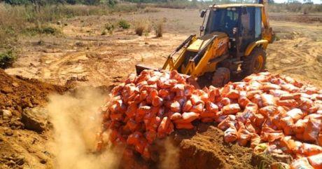 Mais de 15 toneladas de sementes irregulares apreendidas em fiscalização do Indea são destruídas em Agua Boa