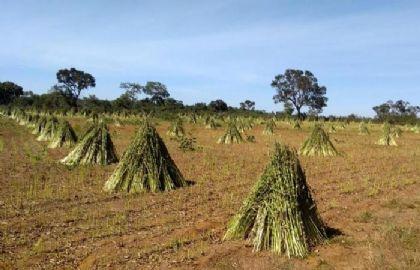 Nova Xavantina entra na reta final de colheita com boas produtividades de milho e gergelim