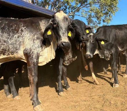 Seaf entrega 60 novilhas prenhes a produtores de Bom Jesus do Araguaia para melhorar rebanho leiteiro de MT