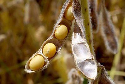 Venda da soja avança no Brasil; USDA indica plantio menor que o esperado nos EUA