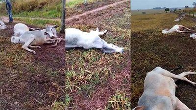 Frio provoca a morte de mais de 100 bois em Mato Grosso do Sul