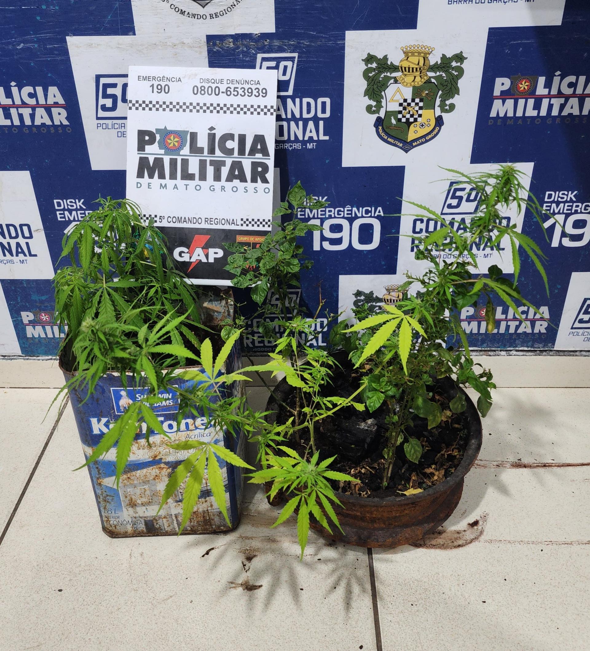 Menor é flagrado cultivando maconha em residência em Barra do Garças