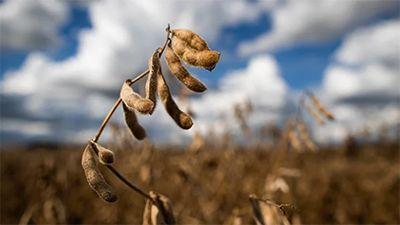 Quase 13 milhões de hectares de soja e produção recorde são previstos para Mato Grosso