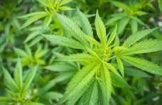 Vereadores derrubam veto a projeto que autoriza medicamentos a base de cannabidiol pelo SUS