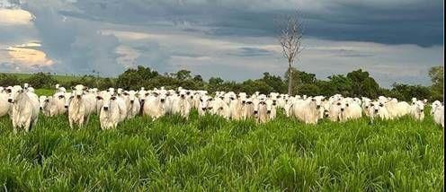 Região do Araguaia (MT) recebe grande leilão de touros e embriões no próximo sábado (21)