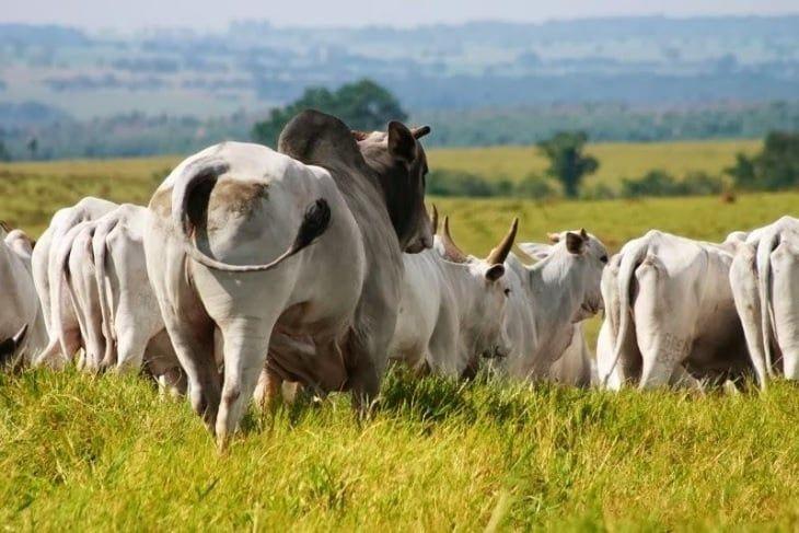 Semana do boi gordo foi marcada por demanda enxuta e preços em disparada