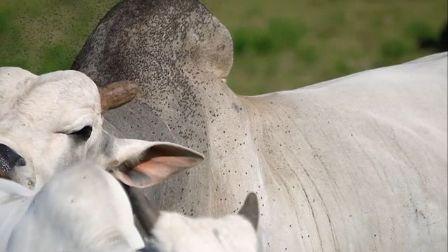 Mosca-dos-chifres causa perdas superiores a uma arroba por boi