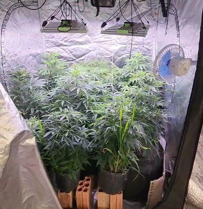 Polícia fecha residência que servia como plantação de maconha e suspeito é preso por cultivo e tráfico