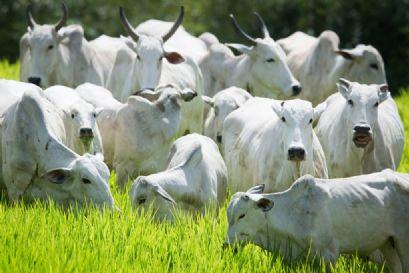 Arroba do boi gordo teve queda de até 4,5% na semana; entenda se o preço deve cair ou aumentar