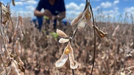 Mercado: confira os preços da soja em dia de poucos negócios